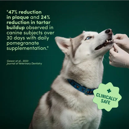 Breath Buddy Dental + Probiotic Scoops